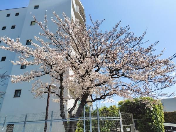 3LDK Apartment for Sale in Miyamae-ku, Kawasaki - 87.11 sqm - Thumbnail 2
