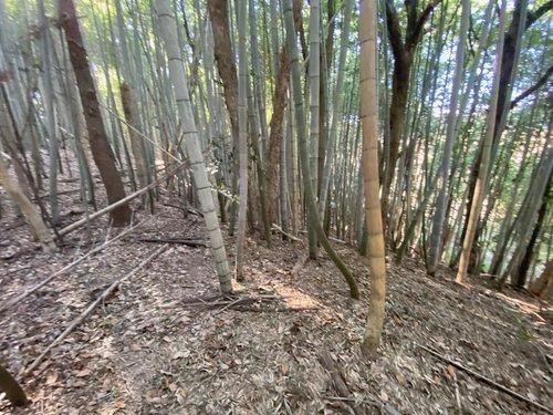 Land for Sale in Yokoshibahikari, Chiba - 7,688 sqm - Thumbnail 2