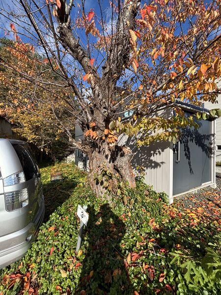 837.5m2 Land for Sale in Maruyama Nishi-machi, Chuo Ward, Sapporo - Thumbnail 3