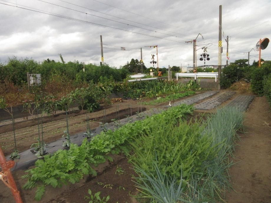 265m2 Land for Sale in Miyazaki City, Miyazaki Prefecture - Thumbnail 4