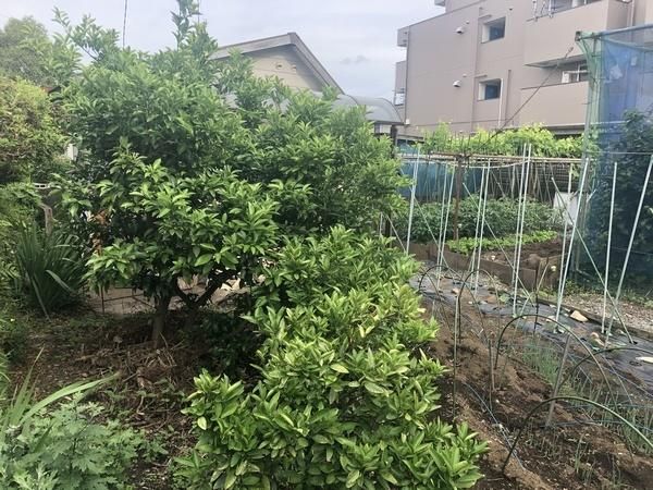 326 sqm Land for Sale in Hachioji, Tokyo - No Building Conditions - Thumbnail 4