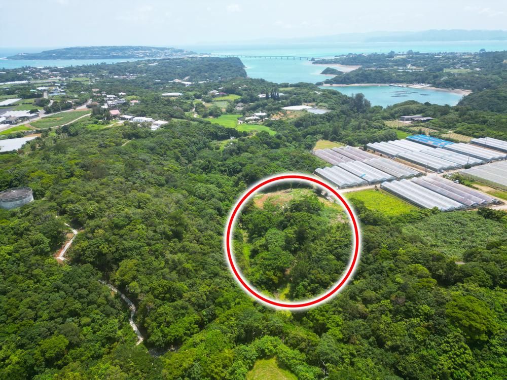 Land for Sale in Nakijin Village, Okinawa - 6,175 sqm - Thumbnail 3
