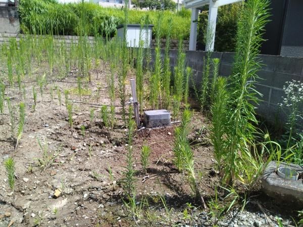 280 sqm Residential Land for Sale in Miyazaki City near Sadowara Station - Thumbnail 3