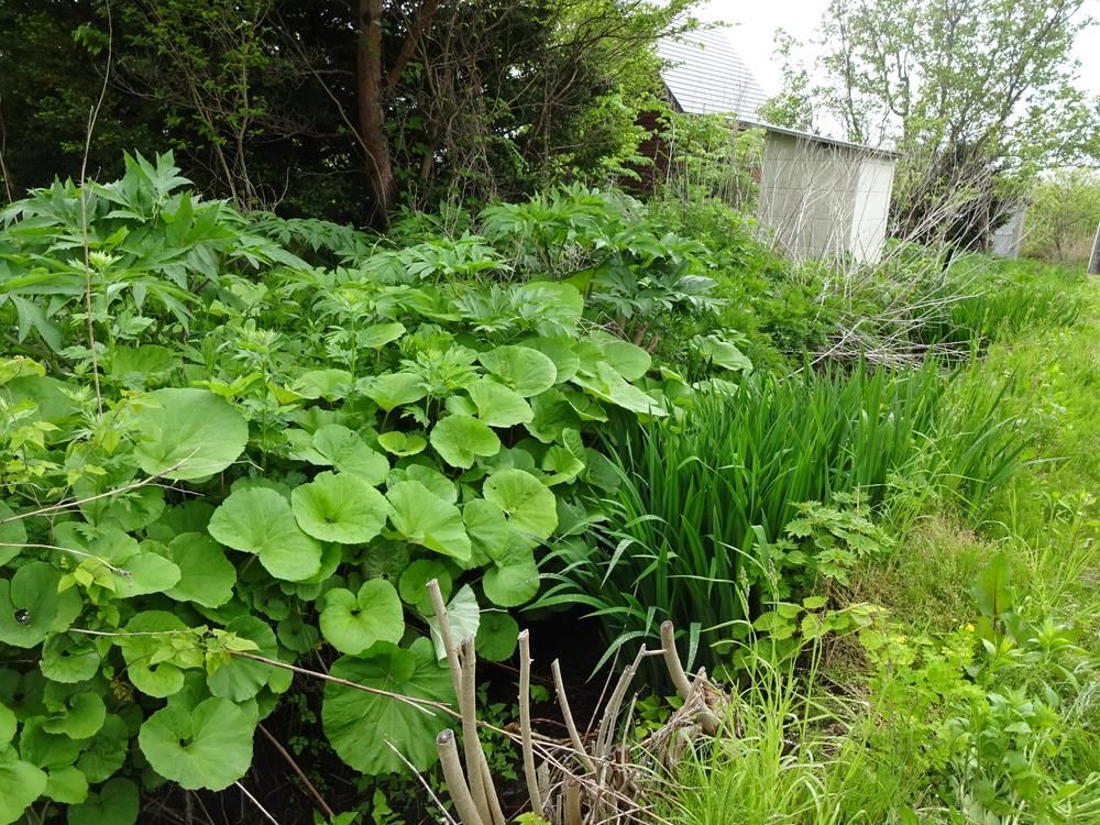 328 sqm Building Lot in Nanae, Hokkaido for 300,000 Yen - Thumbnail 2