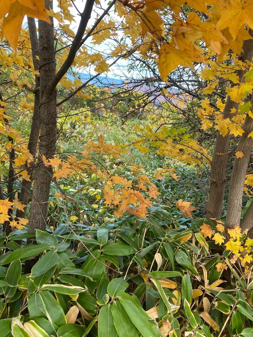Land for Sale in Otaru City Hokkaido 1009 sqm - Thumbnail 2