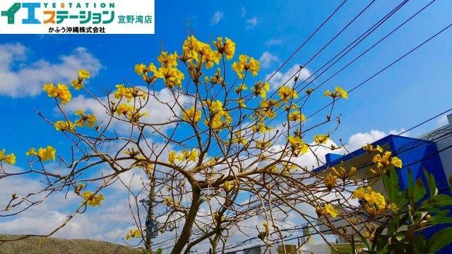 5LDK RC House for Sale in Uedomari, Ginowan, Okinawa - Thumbnail 3