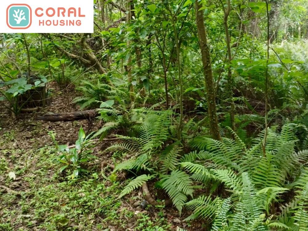 Agricultural Land for Sale in Kunigami Village, Okinawa - 5,671 sqm - Thumbnail 4