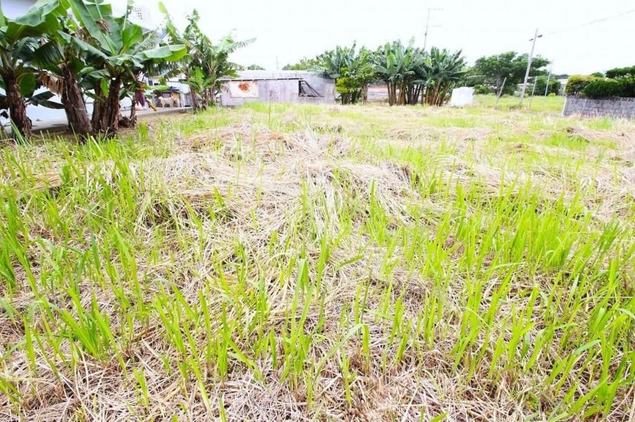 Land for Sale in Nago, Okinawa - 369 sqm Corner Plot - Thumbnail 3