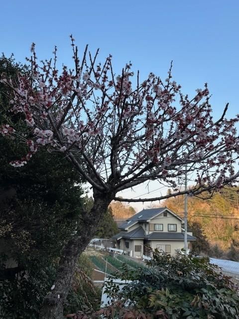 Renovated 4LDK House on 1264m2 Land in Akiruno, Tokyo - Thumbnail 2