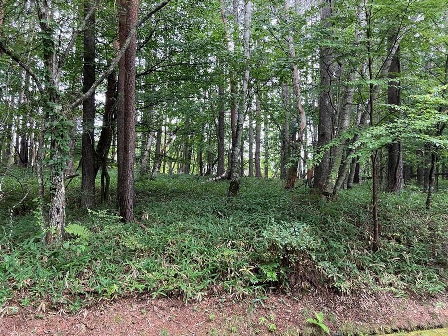 1,348 Tsubo Land for Sale in Nagano's Yatsugatake Resort Area - Thumbnail 2