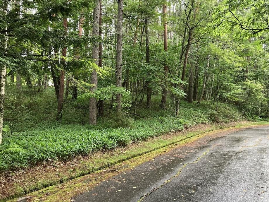 1,348 Tsubo Land for Sale in Nagano's Yatsugatake Resort Area - Thumbnail 4