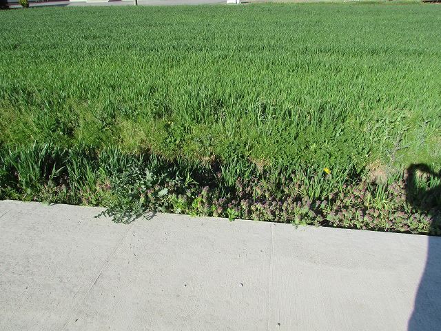 Land for Sale in Iiyama City, Nagano - 1,584 sqm Plot - Thumbnail 3