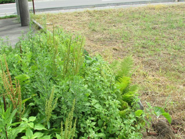 Land for Sale in Iiyama, Nagano - 216.04 sqm Residential Plot - Thumbnail 2