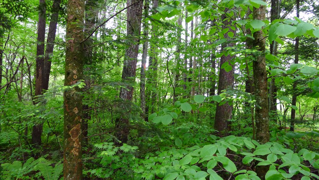 984m² Land for Sale in Karuizawa Senkatori Villa Area - Thumbnail 4