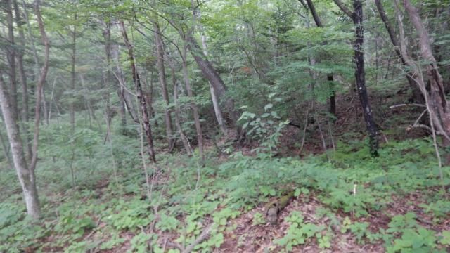 Land for Sale in Karuizawa Sen-ga-taki Villa District East Area - Thumbnail 3