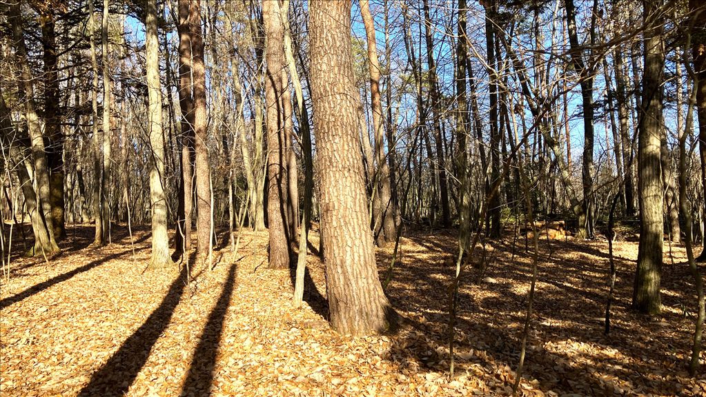 2,352 sqm Flat Villa Land for Sale in Nakakaruizawa, Karuizawa - Thumbnail 4