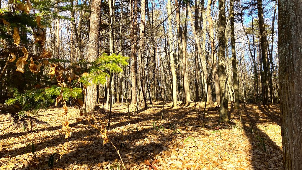2,352 sqm Flat Villa Land for Sale in Nakakaruizawa, Karuizawa - Thumbnail 2