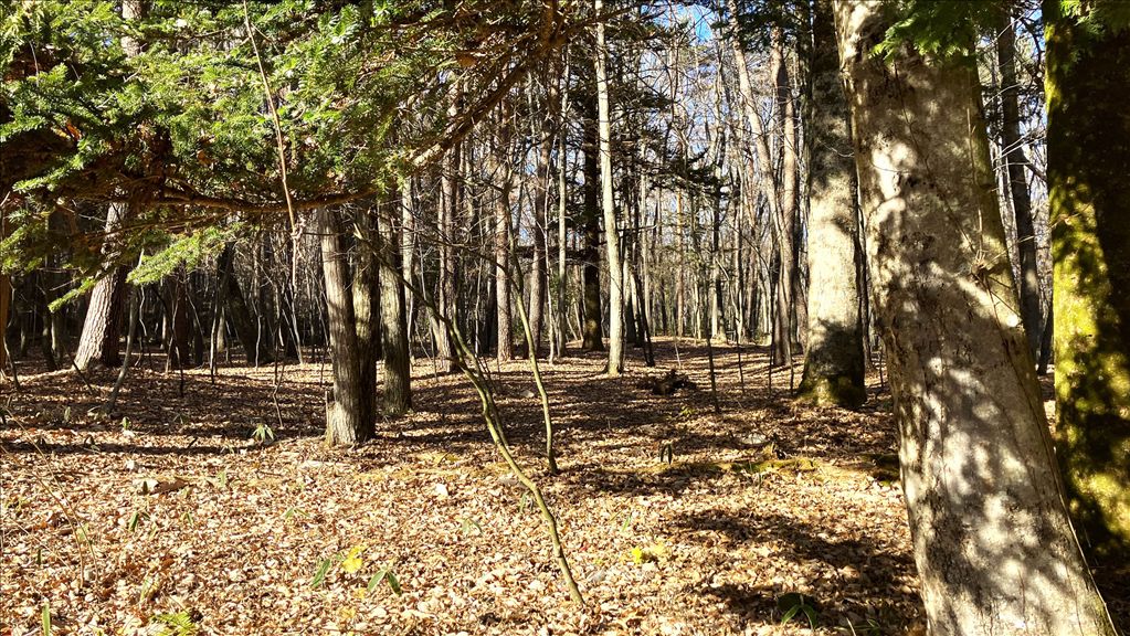 2,352 sqm Flat Villa Land for Sale in Nakakaruizawa, Karuizawa - Thumbnail 3