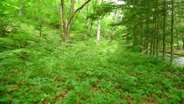 913 Tsubo Land for Sale in Karuizawa Sen-gataki Villa Area East - Thumbnail 3
