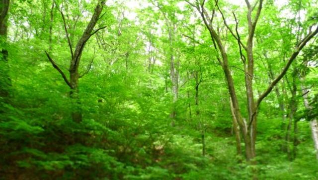913 Tsubo Land for Sale in Karuizawa Sen-gataki Villa Area East - Thumbnail 2