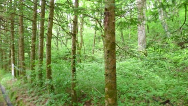 913 Tsubo Land for Sale in Karuizawa Sen-gataki Villa Area East - Thumbnail 4