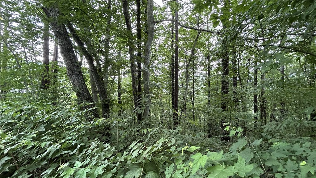 Land for Sale in Kyu-Karuizawa Club, Karuizawa - 1,311m² - Thumbnail 2