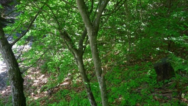 Vacant Land in Marubeni Minami-Karuizawa Villa District, Nagano - Thumbnail 4