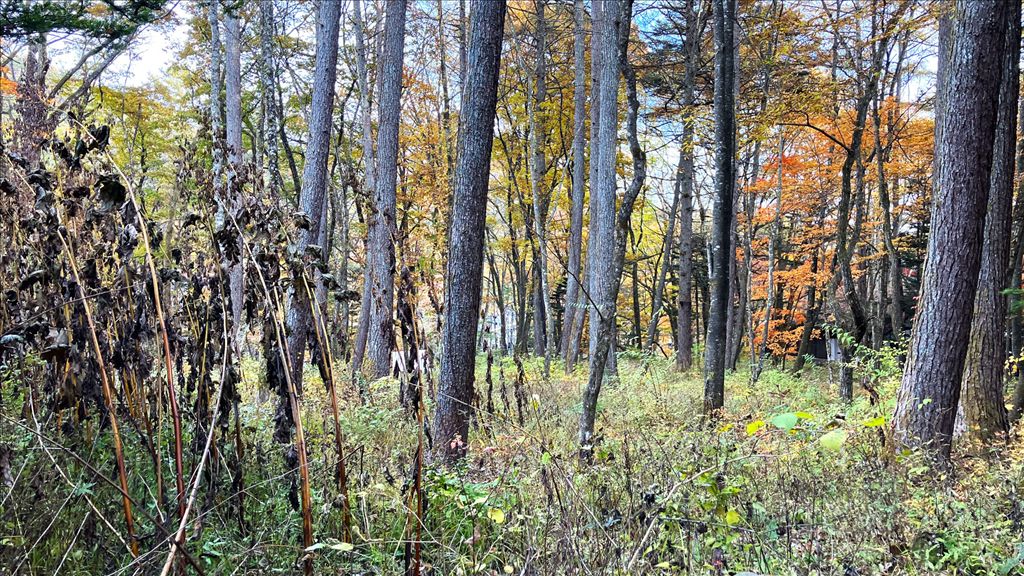 885 Tsubo Land for Sale in Old Mikasa, Karuizawa - Thumbnail 4