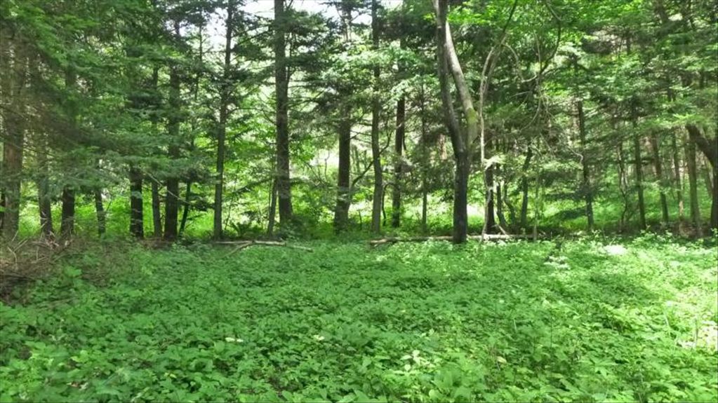 668 sqm Vacant Land for Sale in Karuizawa's Oiwake Asamayama - Thumbnail 2