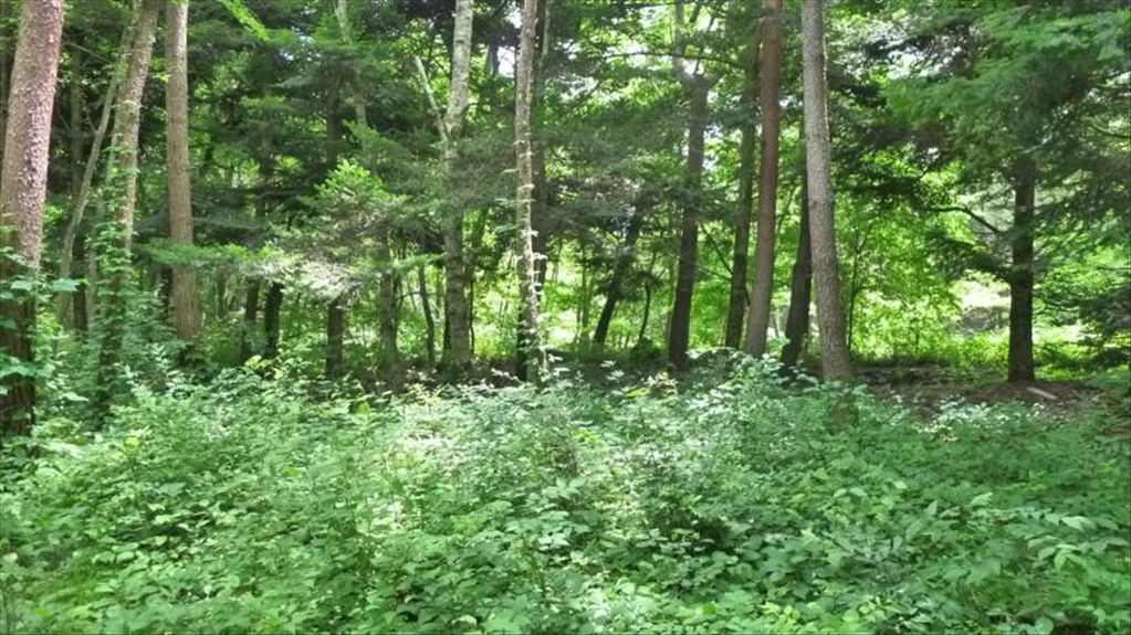 668 sqm Vacant Land for Sale in Karuizawa's Oiwake Asamayama - Thumbnail 3