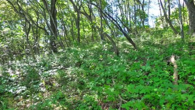 Sunlight Forest Land Plot for Sale in Karuizawa, Nagano - Thumbnail 3