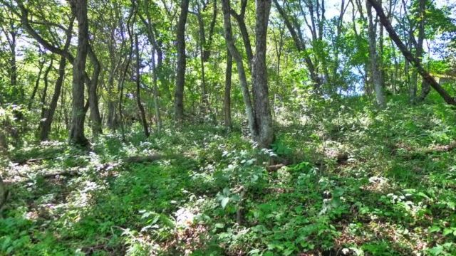 Sunlight Forest Land Plot for Sale in Karuizawa, Nagano - Thumbnail 4