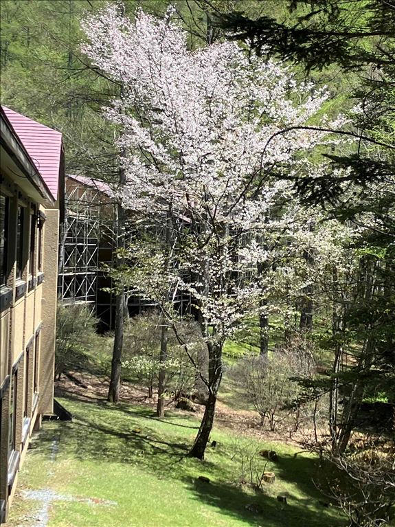Tokyu Resort Town Tateshina 8B 2LDK Apartment for Sale - Thumbnail 3