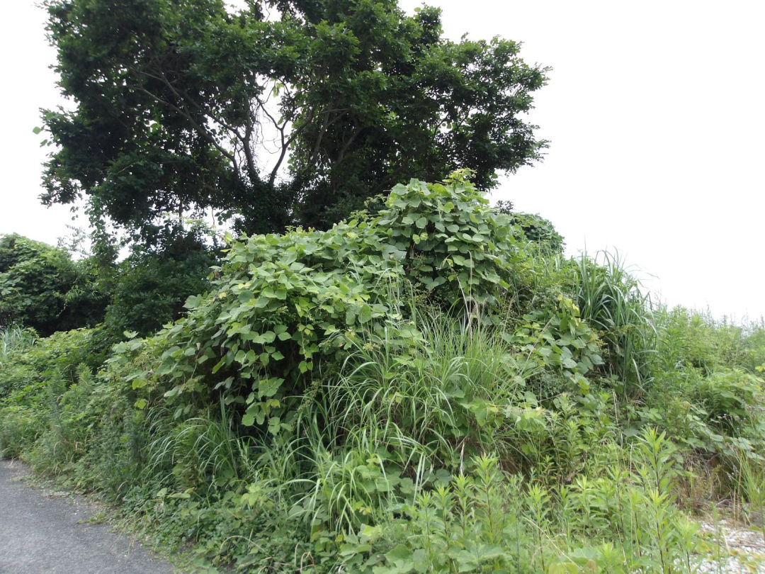Land for Sale in Kawara Town, Fukuoka - Thumbnail 2