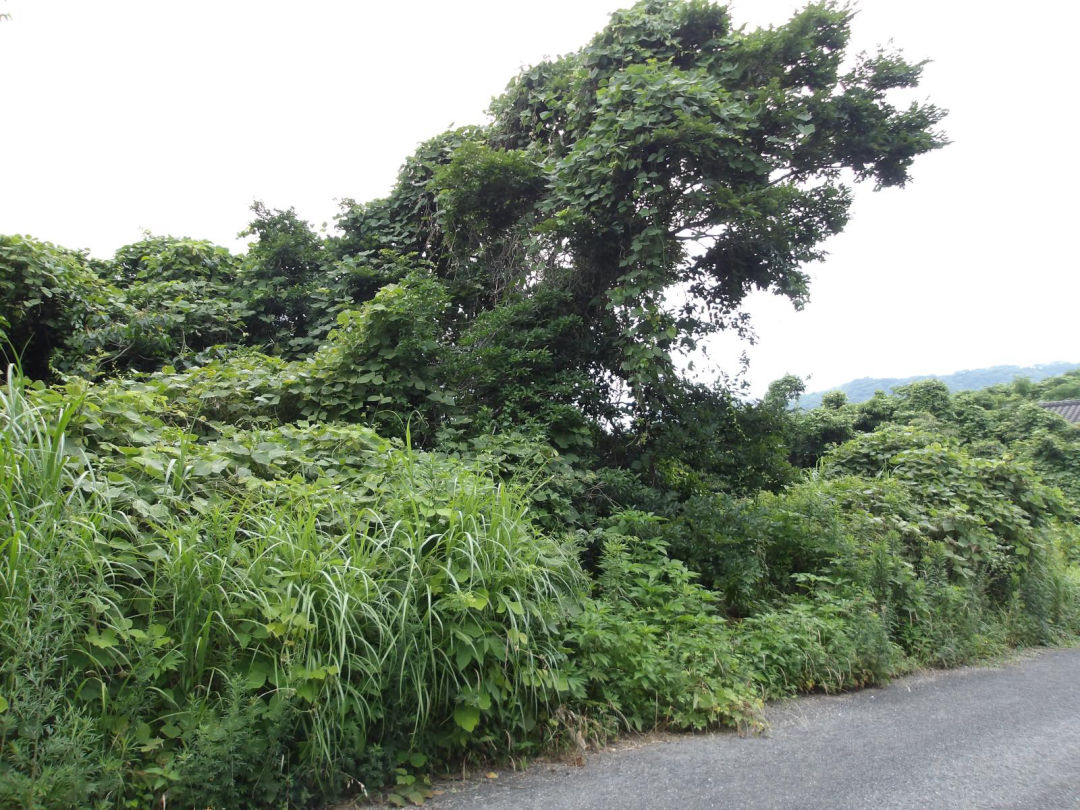 Land for Sale in Kawara Town, Fukuoka - Thumbnail 3