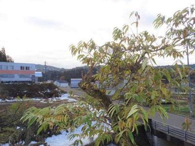 Simple Rifo-Mu Green Yamago Monogatari — Image 3, Joetsu, Niigata