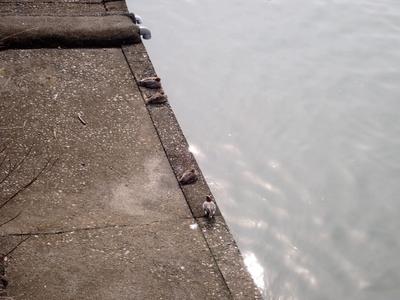 Find a place to live | Wakayama Housing Portal Site | Wakayama LIFE | Wakayama Migration Portal Site — Land, Kushimoto, Wakayama