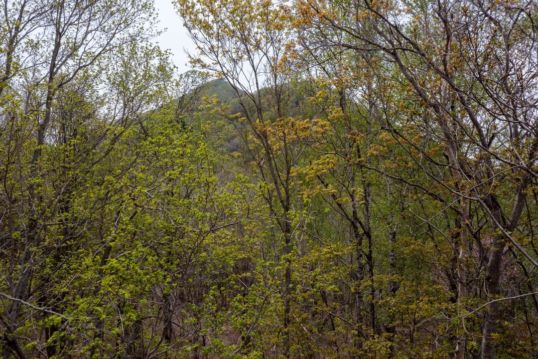 55,589 sqm Hillside Land for Sale in Makkari with Mt. Yotei Views - Thumbnail 2