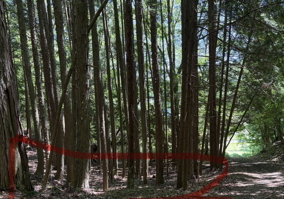 Free Mountain Forest Land in Toyota City, Aichi - Thumbnail 4
