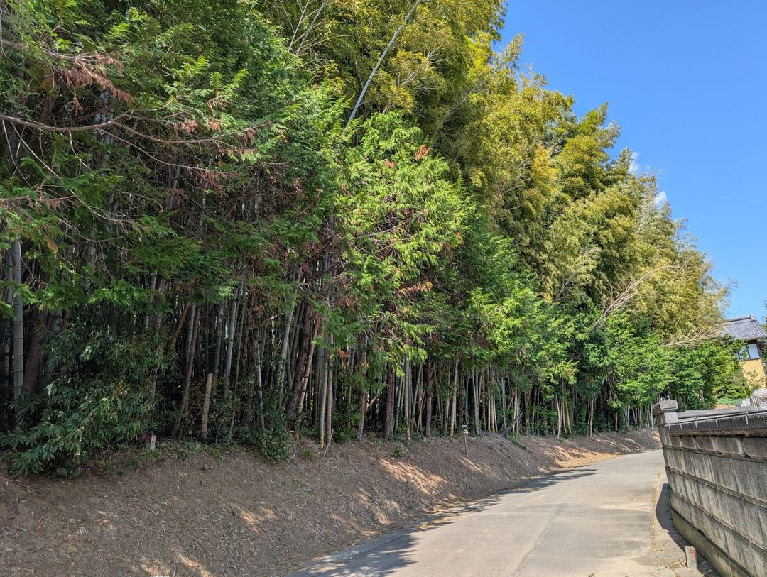 Zero Yen Land in Ishioka, Ibaraki – 2,119 sqm Bamboo Grove - Thumbnail 2