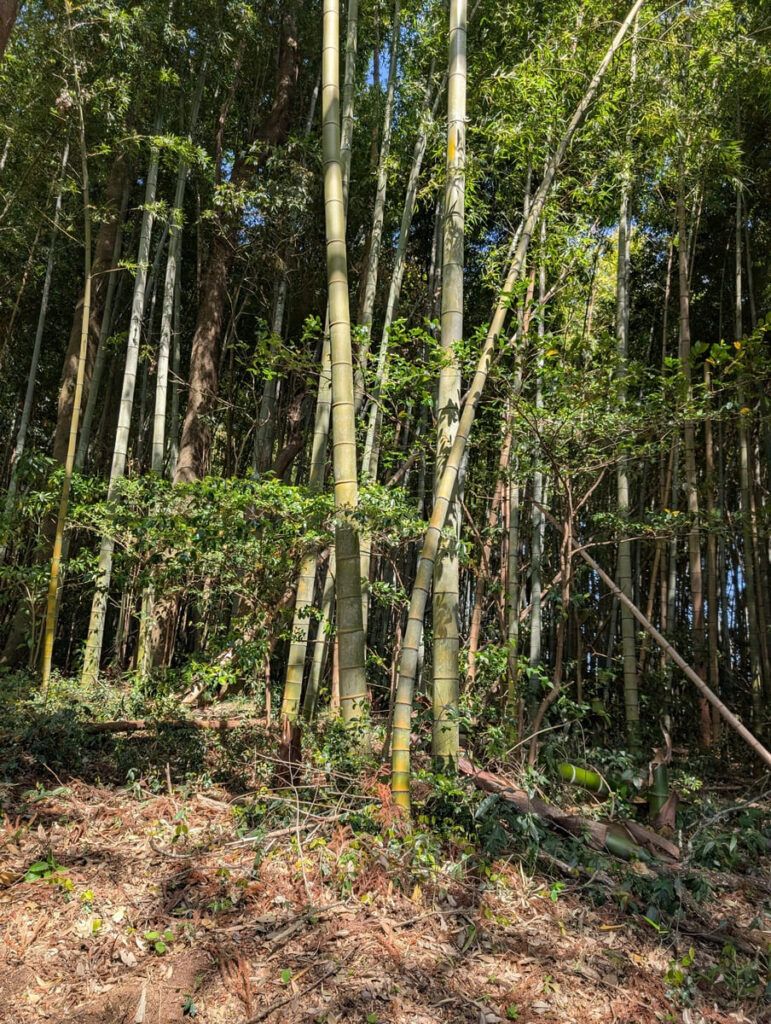 Zero Yen Land in Ishioka, Ibaraki – 2,119 sqm Bamboo Grove - Thumbnail 4